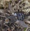 Gonia sp.